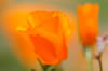 Beautiful California Poppies photographed up close