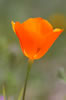Orange poppt flower filled with California sunshine