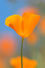vertical picture of a California poppy in full bloom
