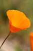 Looking inside a poppy