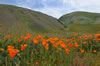 field of poppies at Wind Wolves nature preserve