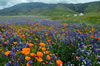 Gorgeous colorful California spring wildflower landscape