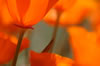 poppies veiwd from below