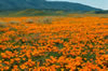 field of poppies in bloom Antelope Valley California