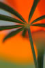 lupine leaf caressing a poppy flower