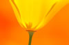 hot blond poppy glowing bright yellow