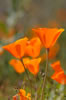 more hillside poppies