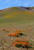 fiels and hills with poppies