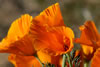 Poppies blowing in the wind