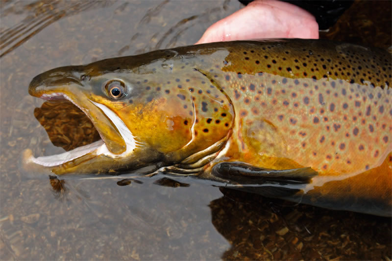 large male brown trout with nice coloring