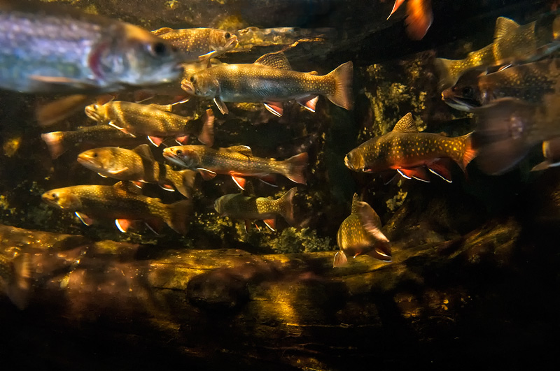 A happy school of brook trout