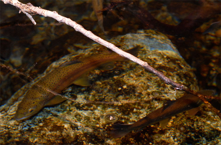 pair of brown trout underwater