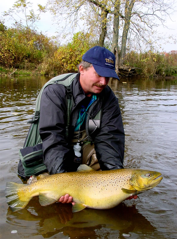 Huge brown trout with a big belly