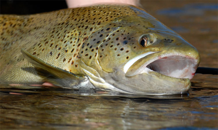 close up shot of a brown trout