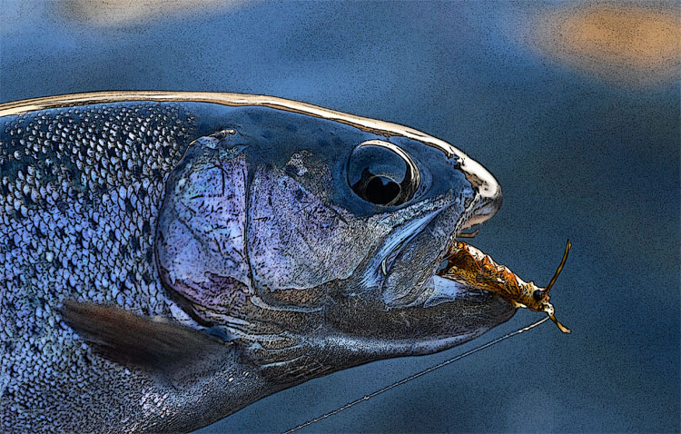 Sierra Rainbow Trout with a realistic stonefly