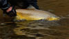 huge brown trout being released