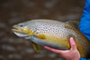 Chunky brown trout