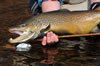 huge brown trout