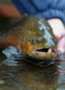 Brown Trout Portrait