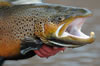 Toad brown trout