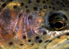 Macro photo Kern River Redband rainbow trout face