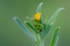 fiddleneck