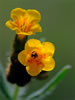 fiddleneck blossoms