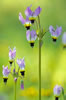 Shootingstar wildflowers