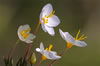 delicate little white wildflowers