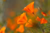 hillside poppies