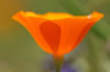 wide open poppy flower