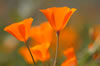 orange poppies