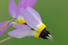 California shooting star wildflower