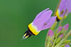 beautiful Shootingstar wildflower