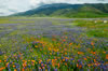 California spring wildflower landscape