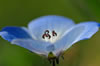 Baby Blue Eyes wildflower petals