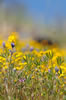 Cottonwood Canyon California wildflowers