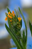 Fiddlenecks wildflower macro photography