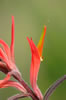 Red Indian Paintbrush flower