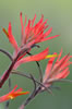Indian Paintbrush wildflower