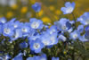 Baby Blue Eyes wildflowers