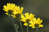 back lit sunflowers