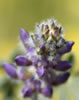 Lupine Tip macro shot