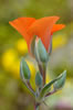 Kennedy's Mariposa Lily