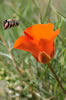 Mariposa Lily and a bee