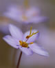 graceful and elegant tiny little purple wildflowers