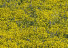 goldfields and lupine flowers